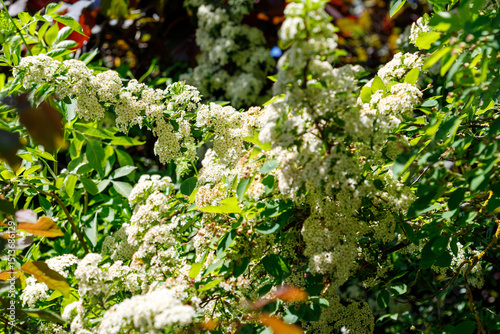Flowering Bush with White Flower Clusters and Green Leaves