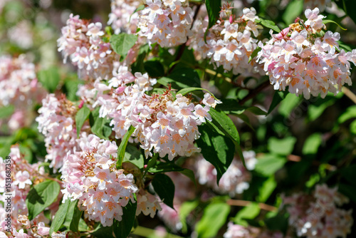 Flowering Bush with Pink Flowers and Green Leaves