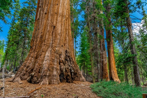 Majestic sequoia trees in a vibrant forest.