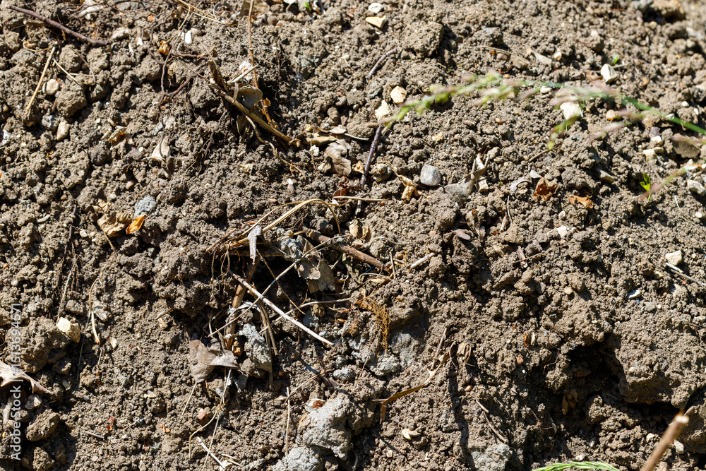 Close-up of Soil with Debris
