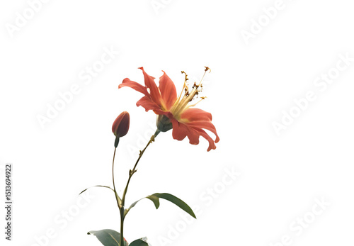 white flower isolated on white