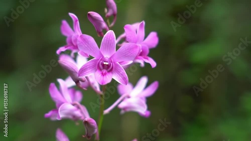 Wallpaper Mural Beautiful pink orchid flowers blooming in nature Torontodigital.ca