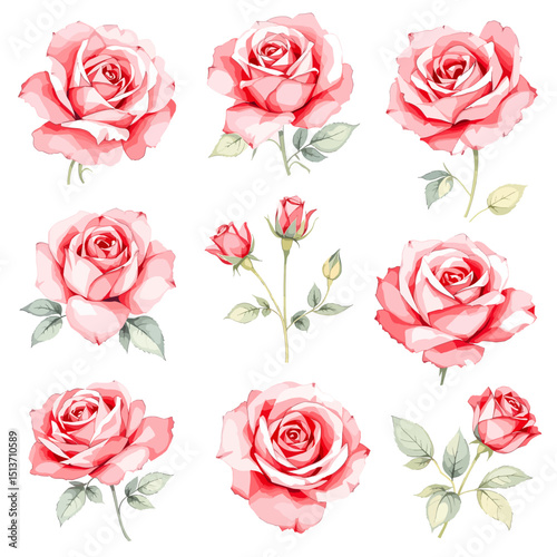 Romantic garden roses painted in luminous shades of coral pink and deep red tones with exquisite detail