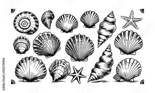 A Modern vector-style collection of detailed seashell and marine illustrations, Include a variety of shell types such as spiral, conch, scallop, and clam shells, easily scalable and editable.