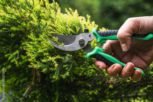 Shortening juniper shoots with hand pruners.Topiary pruning of evergreen and coniferous plants in the garden.