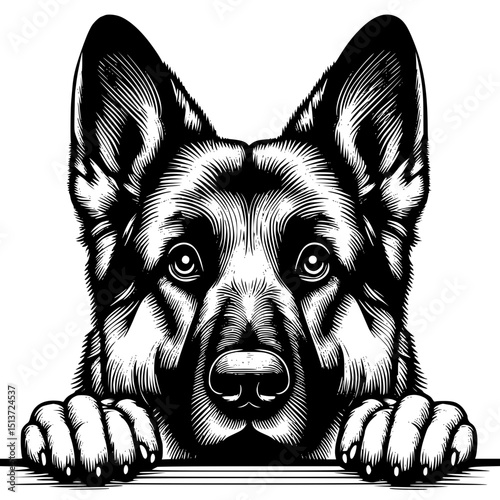 German Shepherd Peeking Dog Vector Illustration Isolated on White
