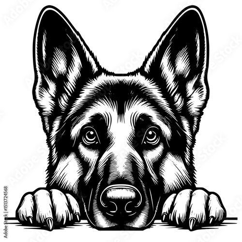 German Shepherd Peeking Dog Vector Illustration Isolated on White