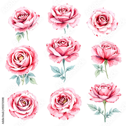 Roses isolated white background. Watercolor botanical illustration pink flowers, bud, green leaves. Rose branches