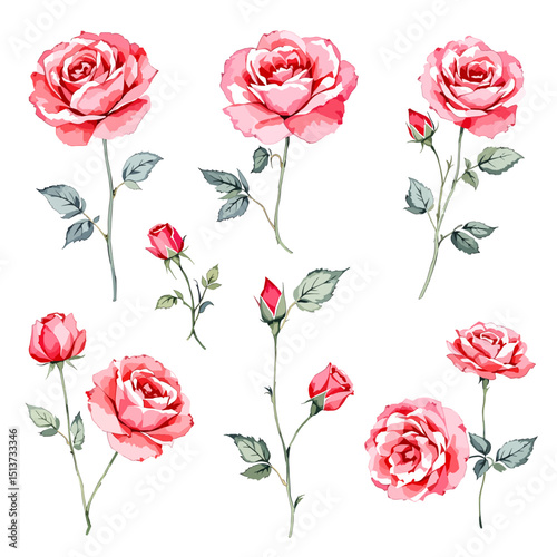 Set of watercolor Red rose flowers on white background, Set watercolor Flowers Clipar