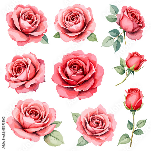 Set of watercolor Red rose flowers on white background, Set watercolor Flowers Clipar