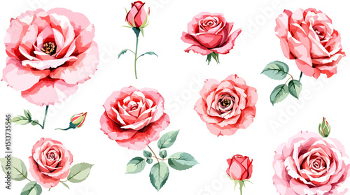 Set of watercolor Red rose flowers on white background, Set watercolor Flowers Clipar