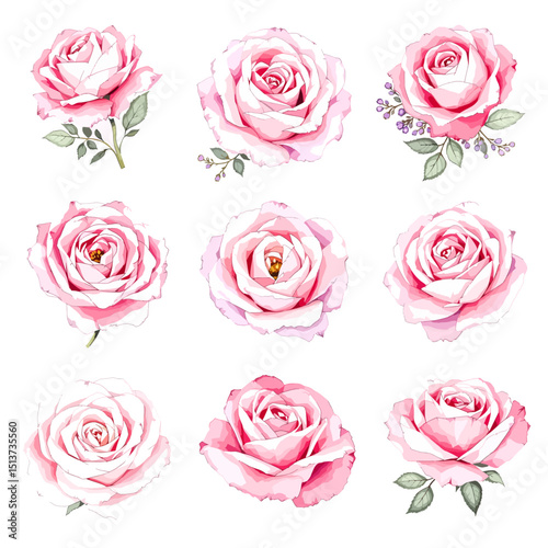 Set of watercolor Pink rose flowers on white background, Set watercolor Flowers Clipar