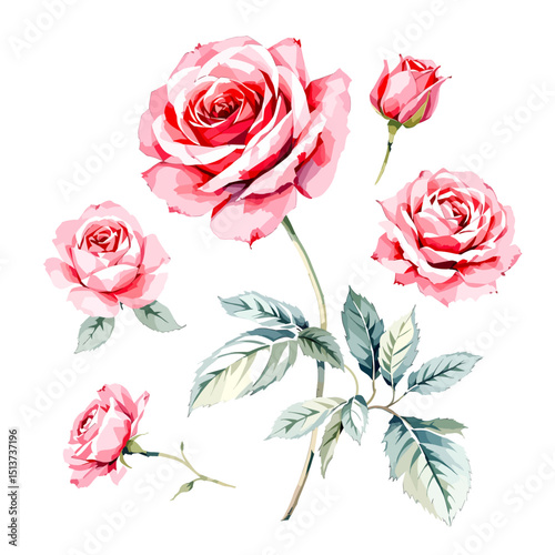 Set of watercolor Pink rose flowers on white background, Set watercolor Flowers Clipar