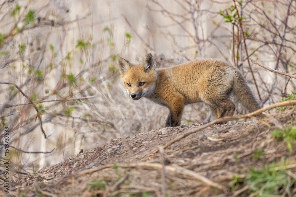 Naklejka premium Red fox kit