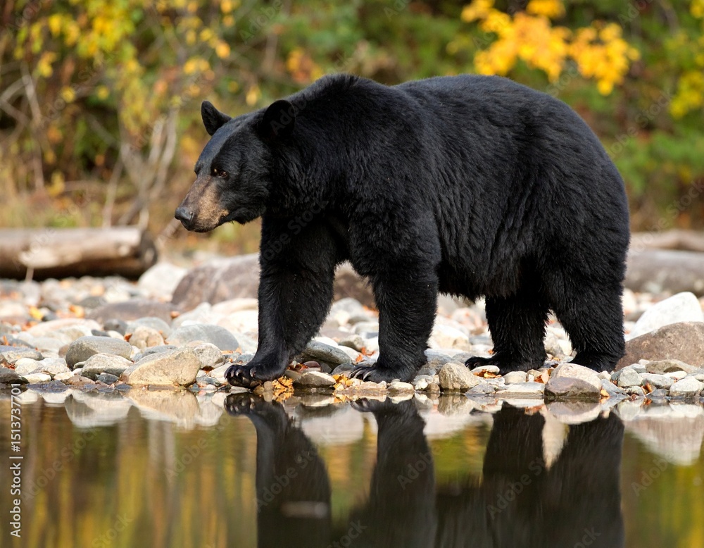 Fototapeta premium Black Bear Walking Along Riverbank