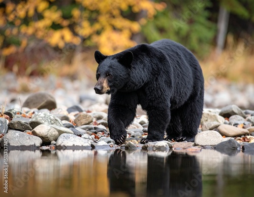 Black Bear Walking Along Riverbank