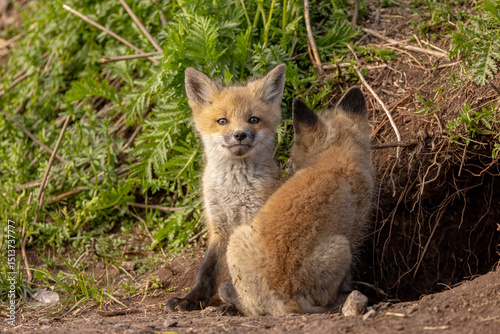 Red fox kit 