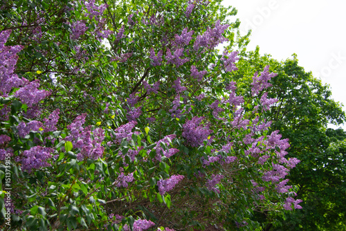 Montreal lilac tree