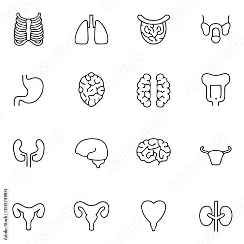 Collection of human internal organs in outline style on white background