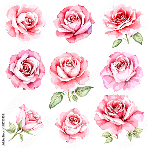 Set of watercolor Pink rose flowers on white background, Set watercolor Flowers Clipart
