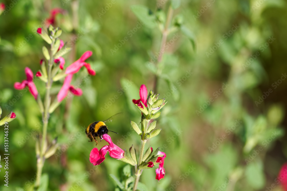 Bumblebee collecting nectar from vibrant pink flowers in a sunny garden during springtime Bumblebee collecting nectar from vibrant pink flowers in a sunny garden during springtime