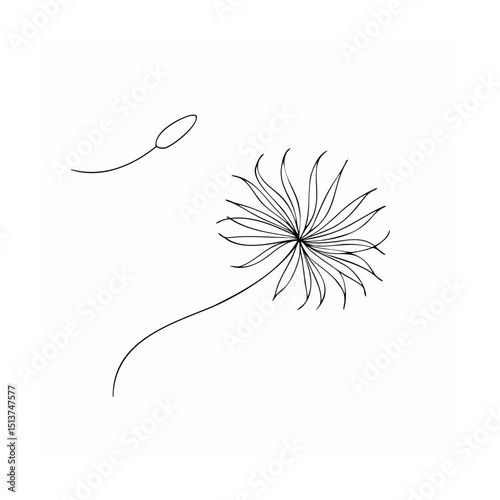 Elegant black and white dandelion flower with one detached seed vector illustration