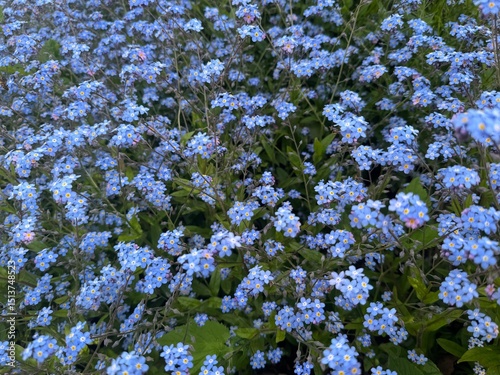 Fototapeta Naklejka Na Ścianę i Meble -  flowers in the garden