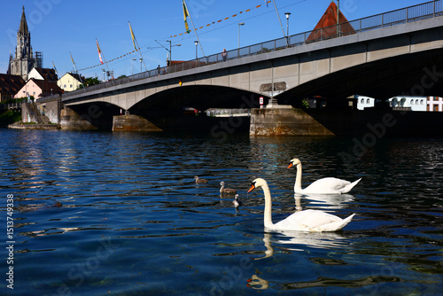Fototapeta Naklejka Na Ścianę i Meble -  Picture with swans and ducks on Lake Bodensee in Konstanz with a view of Rheintorturm