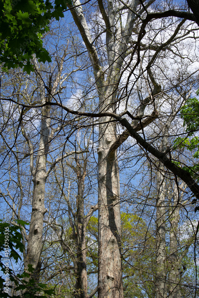 Fototapeta premium Group of leafless spring trees