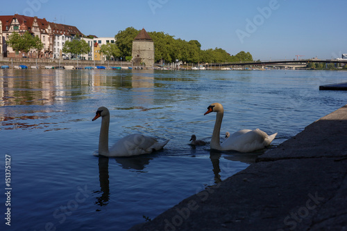 Fototapeta Naklejka Na Ścianę i Meble -  Picture with swans and ducks on Lake Bodensee in Konstanz with a view of Rheintorturm