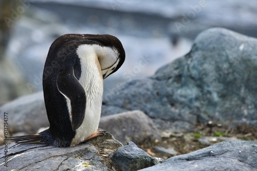 Chinstrap Penguin Preening Feathers on Rocky Ground in Antarctica