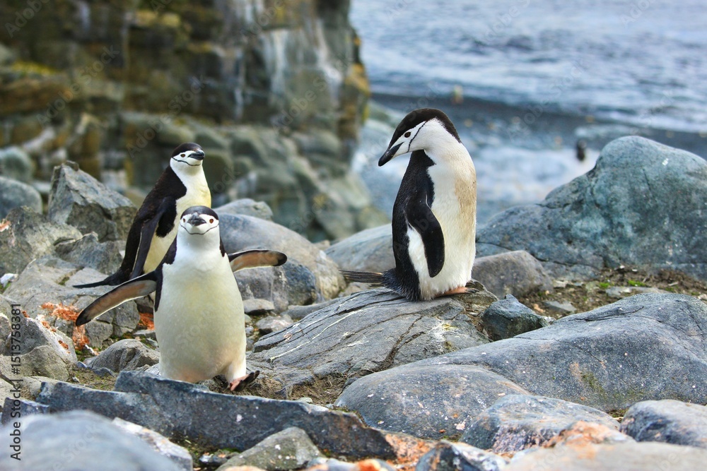Naklejka premium Chinstrap Penguins Standing on Rocky Antarctic Cliff Above Antarctic Shoreline