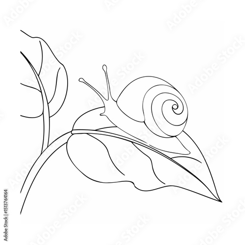A delicate snail crawling on a large leaf black and white illustration nature theme
