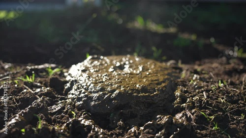 cow manure in a field on a farm in australia. natural compost material in a meadow