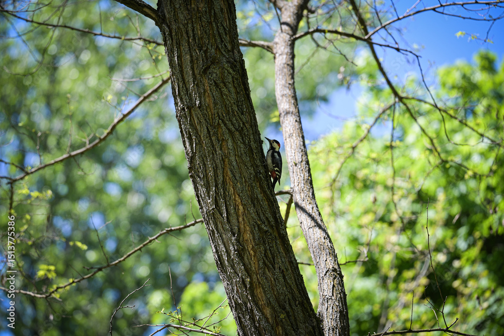 Obraz premium Woodpecker on a tree in the forest 