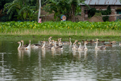 Fototapeta Naklejka Na Ścianę i Meble -  Many swans in the village pond, this scene is seen in various villages in Bangladesh.