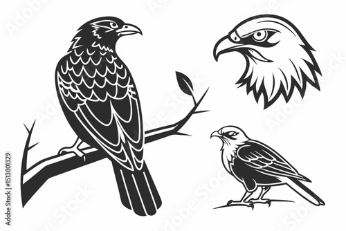 bird of prey