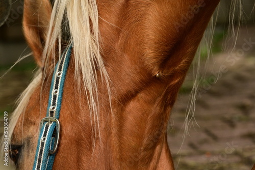 Goldenes Pferd mit Vollgesaugten Zecken am Hals, Ausschnitt