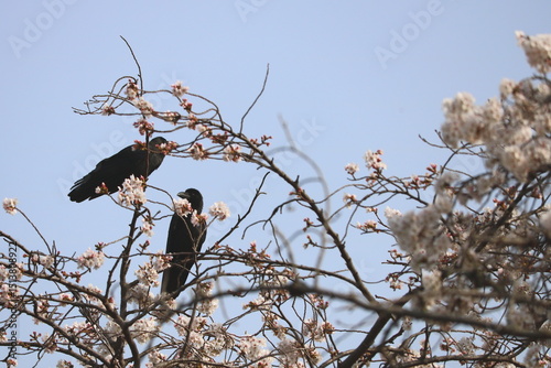 桜の枝にとまるカラス photo
