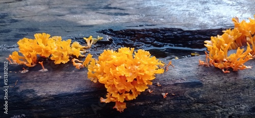 very beautiful coral mushroom
