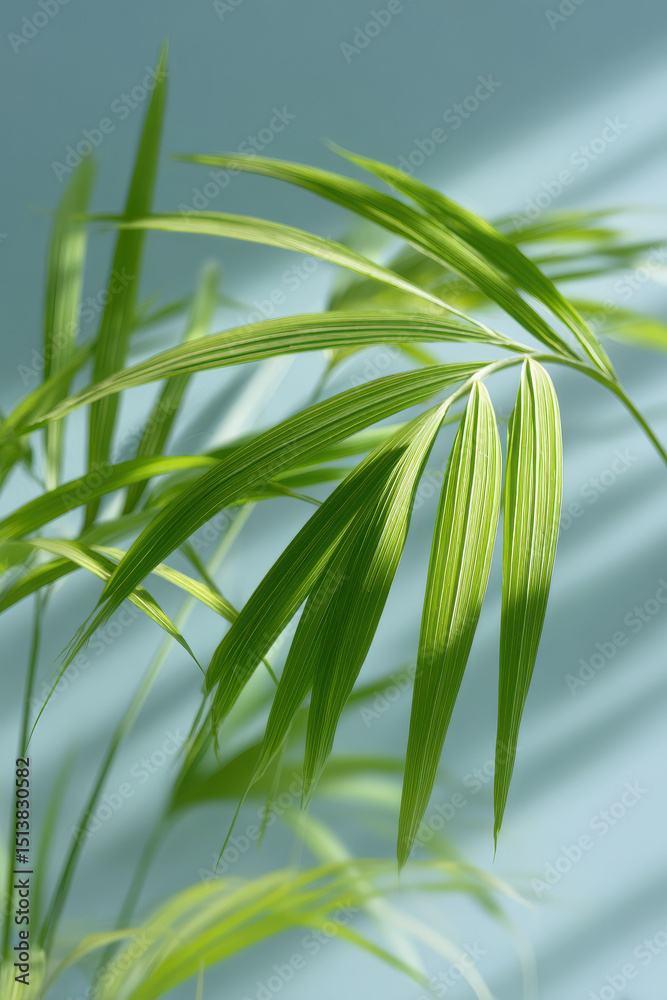 Fototapeta premium tropical leaves illuminated by soft dynamic light on clean background