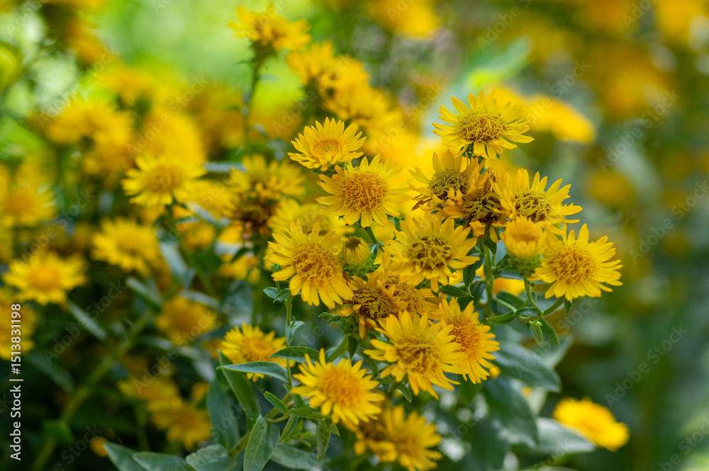 Inula spiraeifolia spirea-leaved fleabane flowers in bloom, beautiful summer autumn yellow flowering ornamental plant Inula spiraeifolia spirea-leaved fleabane flowers in bloom, beautiful summer autumn yellow flowering ornamental plant