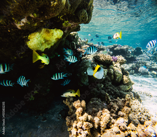 Fototapeta Naklejka Na Ścianę i Meble -  Underwater view of a tropical coral reef with fishes and corals.