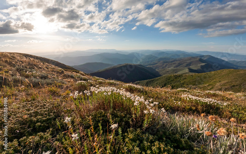 Wildflowers Blooming Along the Mount Feathertop Trail in Victoria’s Alpine National Park – Colorful Alpine Flora on Scenic Hiking Path