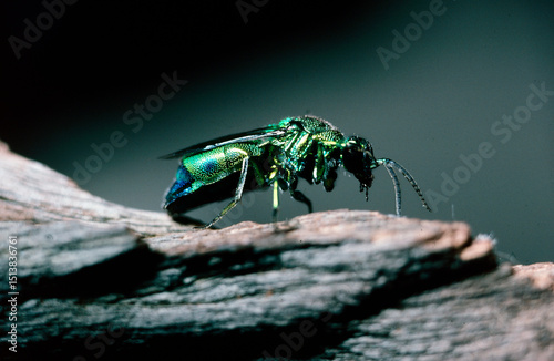 cuckoo wasp