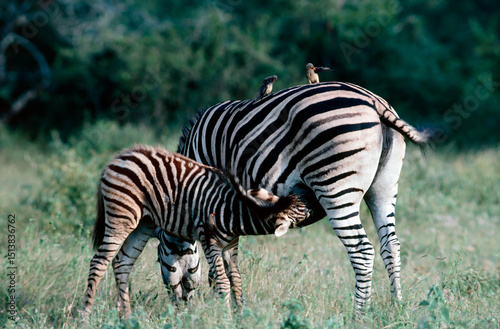 zebra in the wild