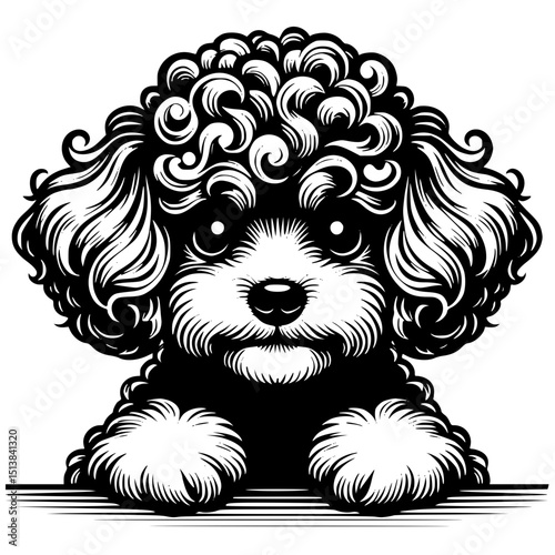 Poodle Peeking Dog Vector Illustration Isolated on White