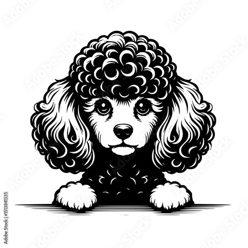 Poodle Peeking Dog Vector Illustration Isolated on White