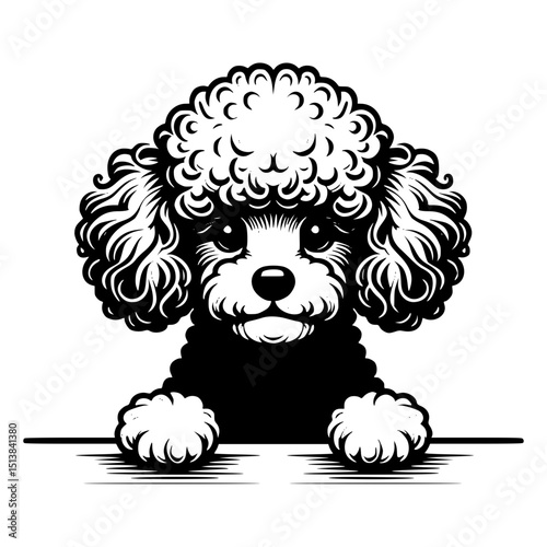 Poodle Peeking Dog Vector Illustration Isolated on White