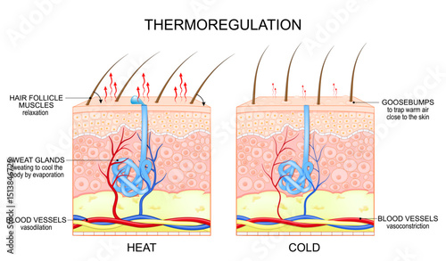 Thermoregulation. Hair follicles, blood vessels, and sweat glands react when skin cools and heats